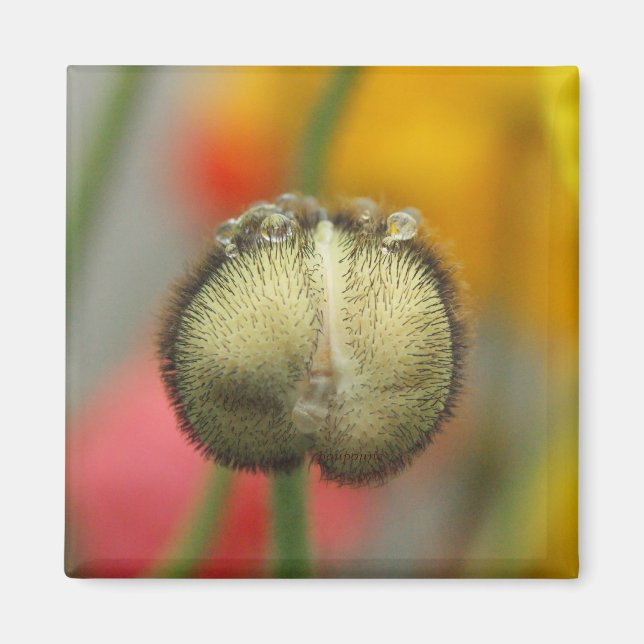 bubbly poppy magnet (Front)