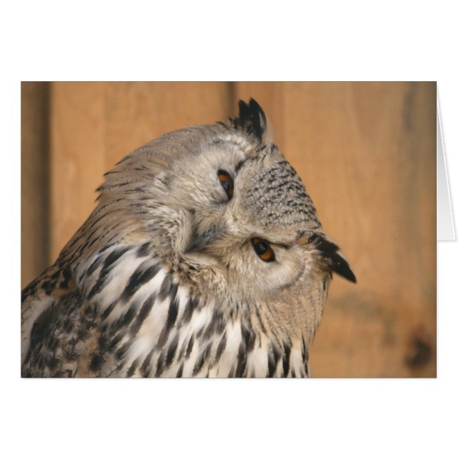 Bubo bubo sibiricus (Front Horizontal)
