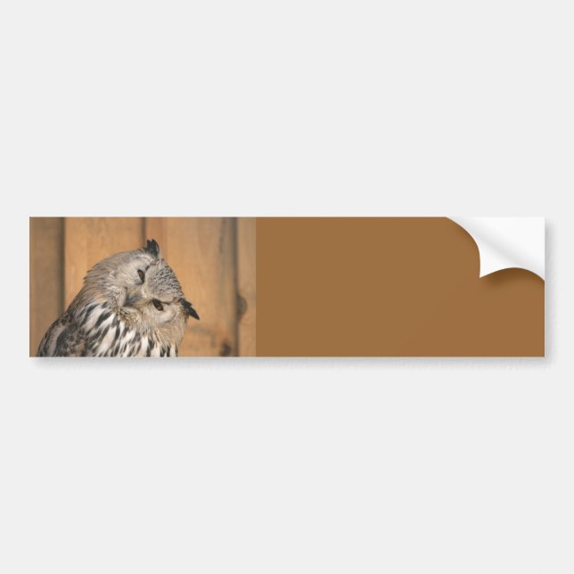 Bubo bubo sibiricus bumper sticker (Front)