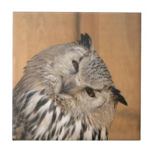 Bubo bubo sibiricus ceramic tile