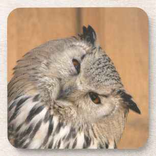 Bubo bubo sibiricus coaster