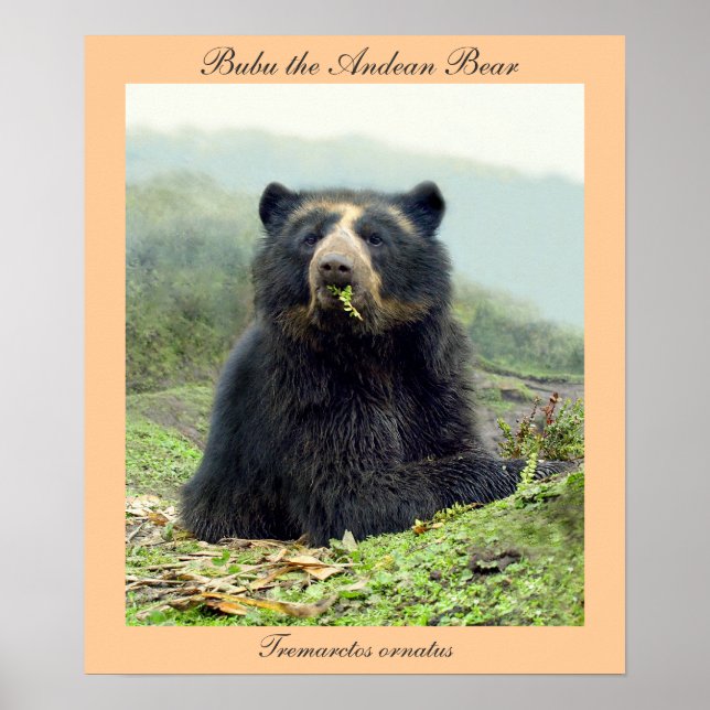 Bubu the Andean Bear at Yanahurco, Ecuador Poster (Front)