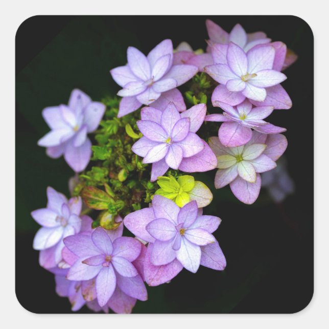 Buch of Many Petaled Purple Flowers Square Sticker (Front)