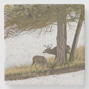 BUCK AND DOE STONE COASTER