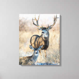 Buck Couple Mule Deer Canvas Print
