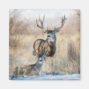 Buck Couple   Mule Deer Magnet