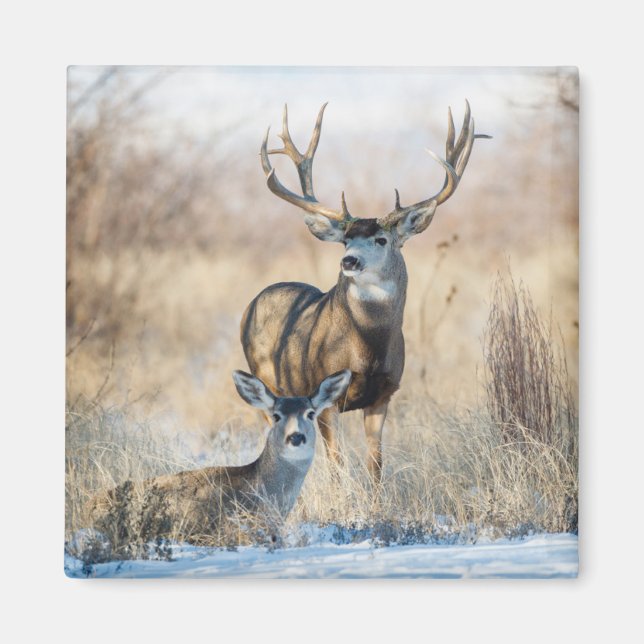 Buck Couple | Mule Deer Magnet (Front)
