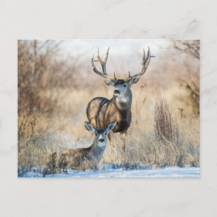 Buck Couple   Mule Deer Postcard