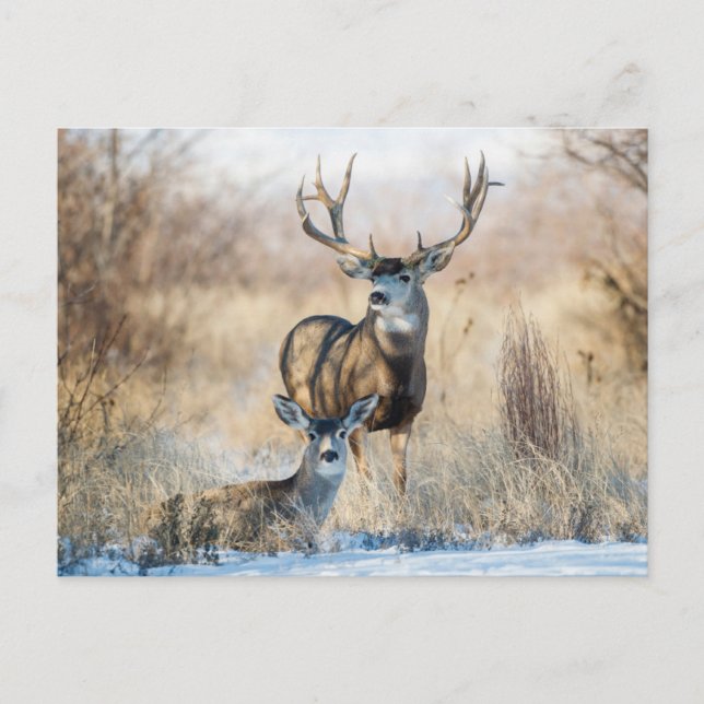Buck Couple | Mule Deer Postcard (Front)