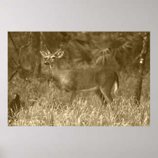 Buck Deer Photography Poster
