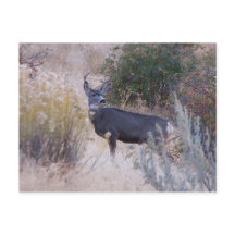 Buck Deer Postcard