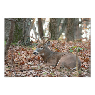Buck Deer Resting Photo Print