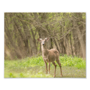 Buck in Fresh Velvet Photo Print
