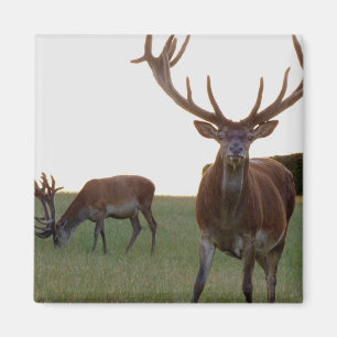 Buck Magnet
