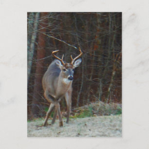 Buck Stag Deer, Marking his Ground Postcard