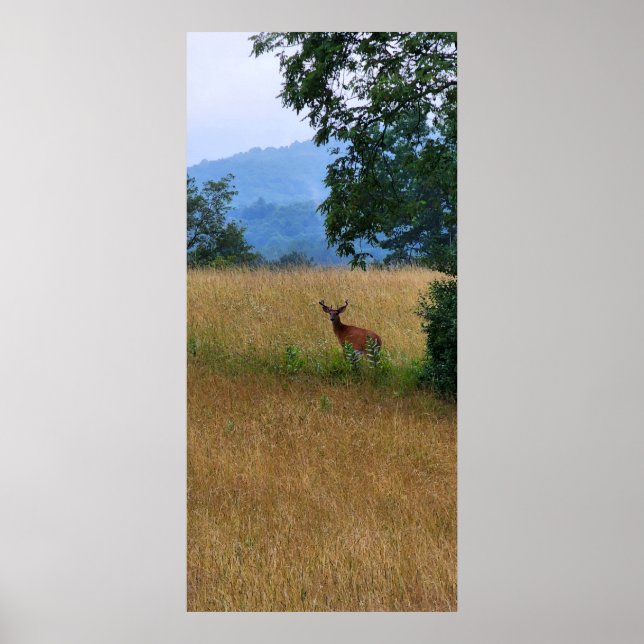 Buck Standing in a Field Poster (Front)