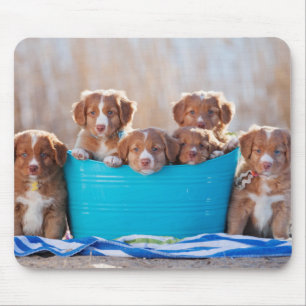 Bucket Of Puppies On The Beach Mouse Pad