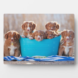 Bucket Of Puppies On The Beach Plaque