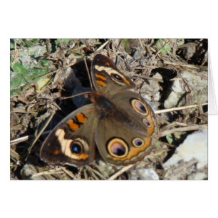 Buckeye Butterfly
