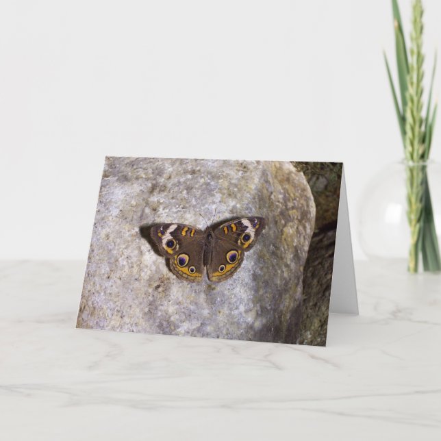 Buckeye Butterfly Card (Front)