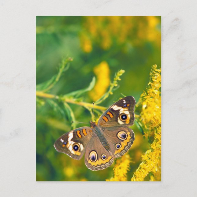 buckeye butterfly on missouri goldenrod postcard (Front)