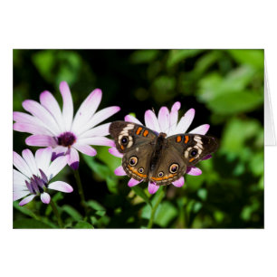 Buckeye Butterfly on Purple Flowers