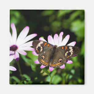 Buckeye Butterfly on Purple Flowers Magnet