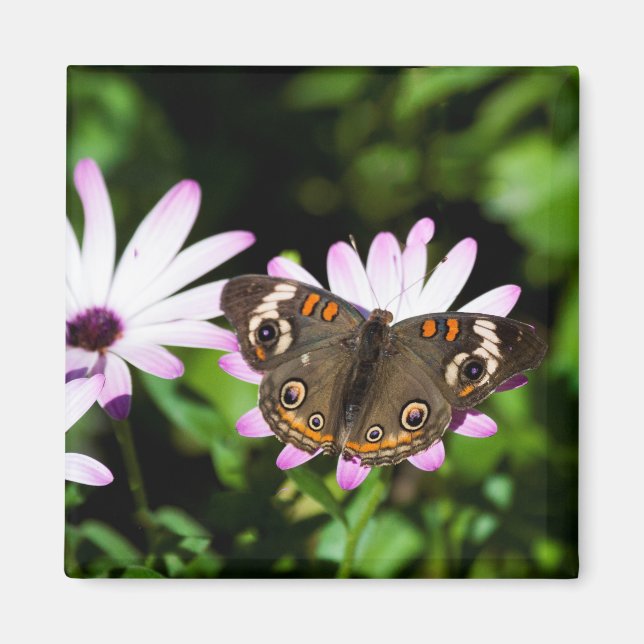 Buckeye Butterfly on Purple Flowers Magnet (Front)