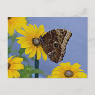 Buckeye Butterfly on Yellow Daisy Postcard