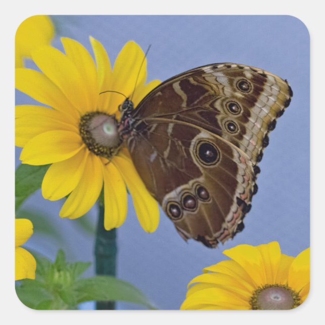 Buckeye Butterfly on Yellow Daisy Square Sticker (Front)