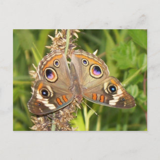 Buckeye Butterfly Postcard