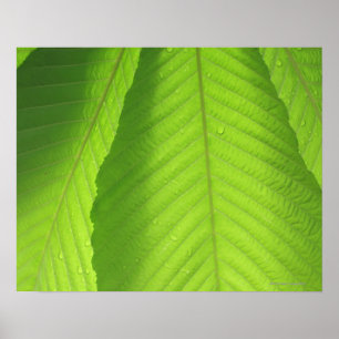 Buckeye Leaves Poster