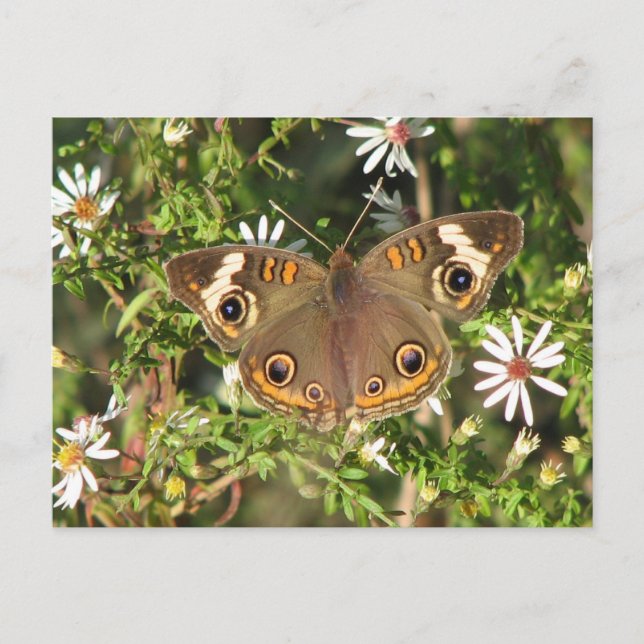 Buckeye Postcard (Front)