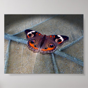 Buckeye Poster