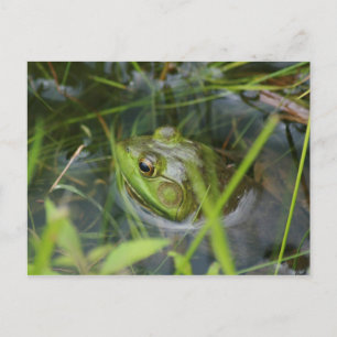 Buckfield Frog Postcard