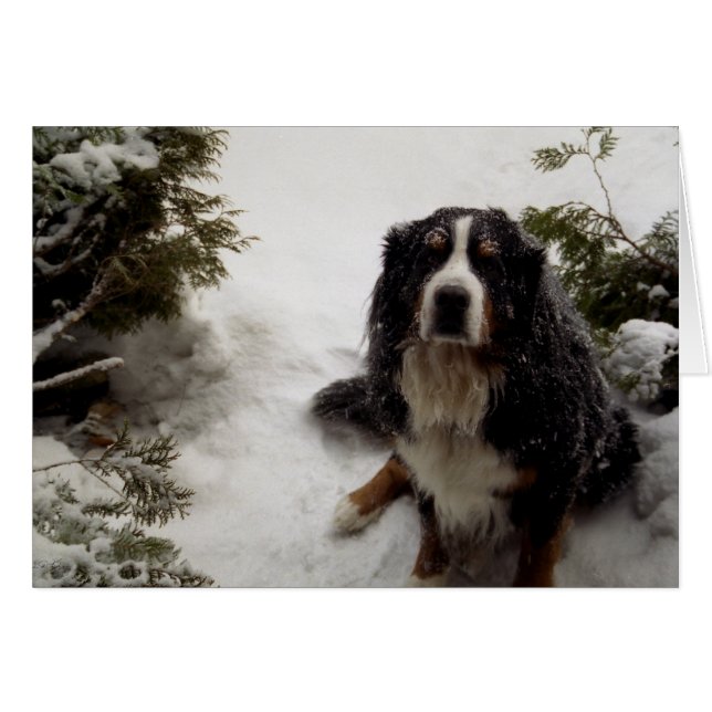 Buckminster Loves Snow (Front Horizontal)