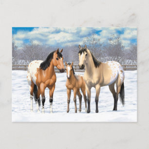 Buckskin Appaloosa Horse Family In Snow Postcard