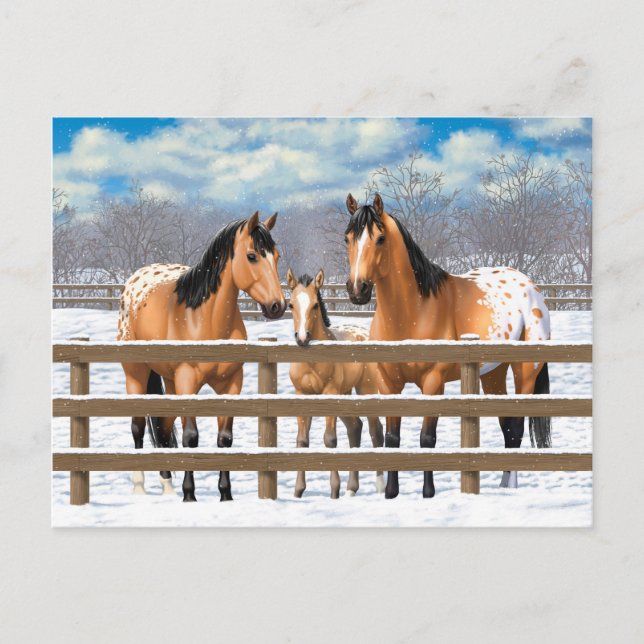 Buckskin Appaloosa Horses In Snow Postcard (Front)