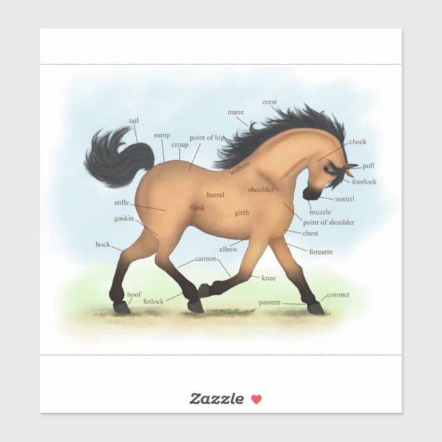 Buckskin Horse Pony Equestrian Horse Anatomy Chart (Sheet)