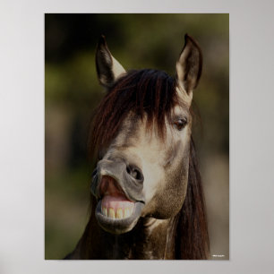 Buckskin Lusitano Stallion Flehmen Headshot Poster