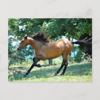 Buckskin Morgan Horse Postcard