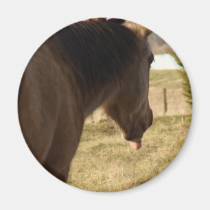 Buckskin Sticks His Tongue Out Magnet