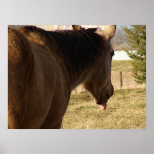 Buckskin Sticks His Tongue Out Poster