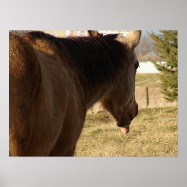 Buckskin Sticks His Tongue Out Poster (Front)