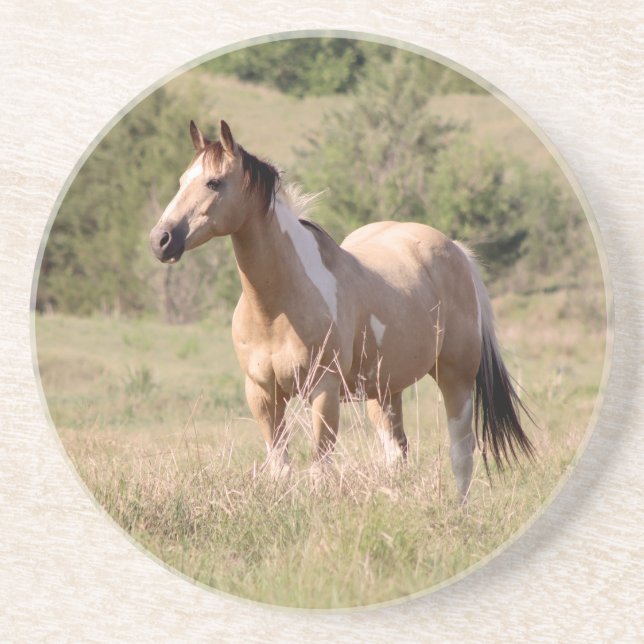 Buckskin Tobiano Horse Posing in Pasture Photo Coaster (Front)