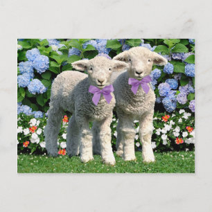 "Bucky & Mick" Post Card