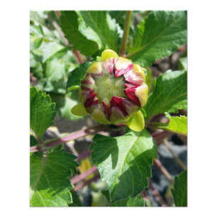 bud in autumn photo print
