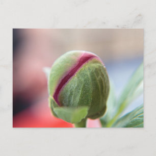 Bud of a Peony/Pfingstrosen Postcard
