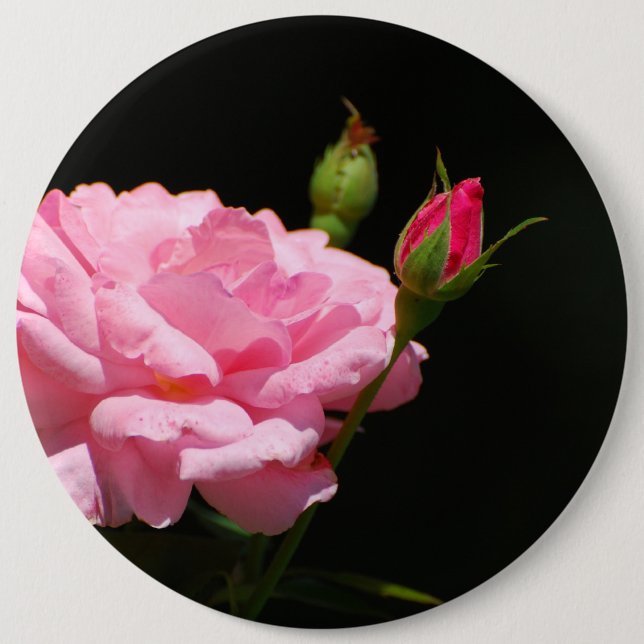 Bud of a rose 6 cm round badge (Front)