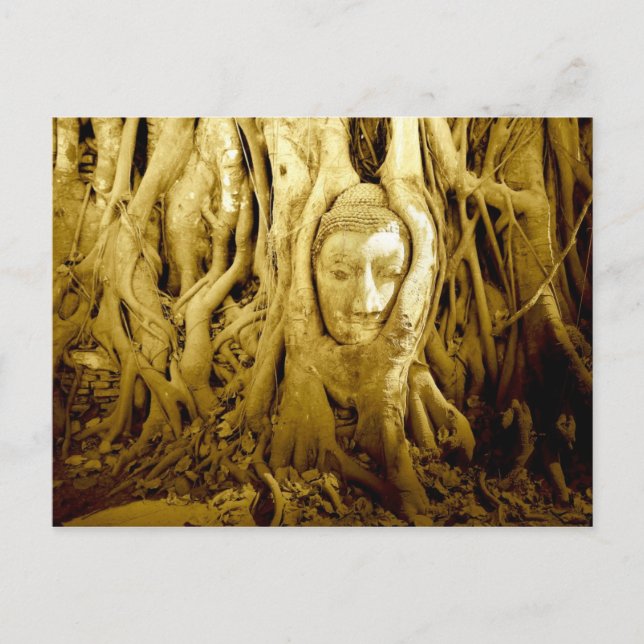 Buddha head entangled in fig roots, Ayutthaya Postcard (Front)